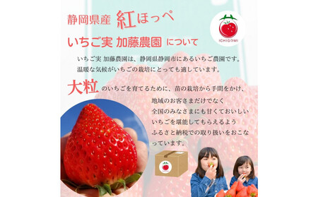 【先行予約受付中】【年内お届け！！】静岡県産いちご 紅ほっぺ 280g×2パック（1パック12～15粒） 冷蔵配送【配送不可：北海道・沖縄・離島】 苺 フルーツ