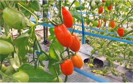 『かめまる農園』ミニトマト アイコ 3kg | 野菜 トマト とまと ミニトマト プチトマト 熊本 玉名 熊本県 玉名市産