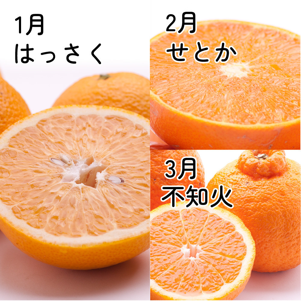 家庭用 柑橘定期便M（1～3月）全3回 ［IKE310］
