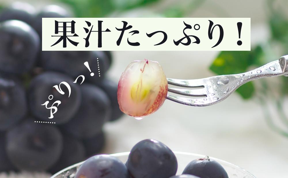 ぶどう 2024年 先行予約 ニュー ピオーネ 2房（1房480g以上）約1kg 化粧箱入り ブドウ 葡萄  岡山県産 国産 フルーツ 果物 ギフト [No.5220-0814]
