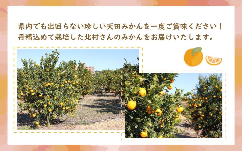 先行予約【2025年11月下旬より発送】濃厚温州みかん贈答用5kg（和歌山天田みかん）みかんの産地和歌山　北村農園直送