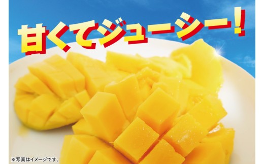 【2026年6月下旬より順次発送】沖縄県豊見城市産アップルマンゴー 約1.5kg｜マンゴー アップルマンゴー フルーツ くだもの 果物 先行予約 数量限定 おきなわ 沖縄 沖縄フルーツ 豊見城市(DJ