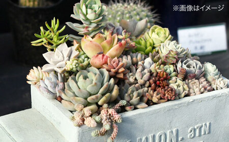 多肉植物 オリジナル寄せ植え 植物 多肉植物 寄せ植え インテリア 三次市/園芸王国パスタイム[APCJ005]