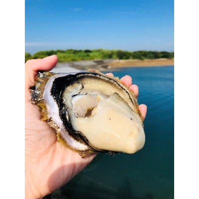 (株)浜崎水産の天草天領岩かき5kg入(20個前後)【配送不可地域：離島・北海道・沖縄】【1216362】
