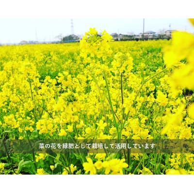 ふるさと納税 久喜市 令和7年産  『てまひま米』　こしひかり　精米10kg(5kg×2) |  | 02