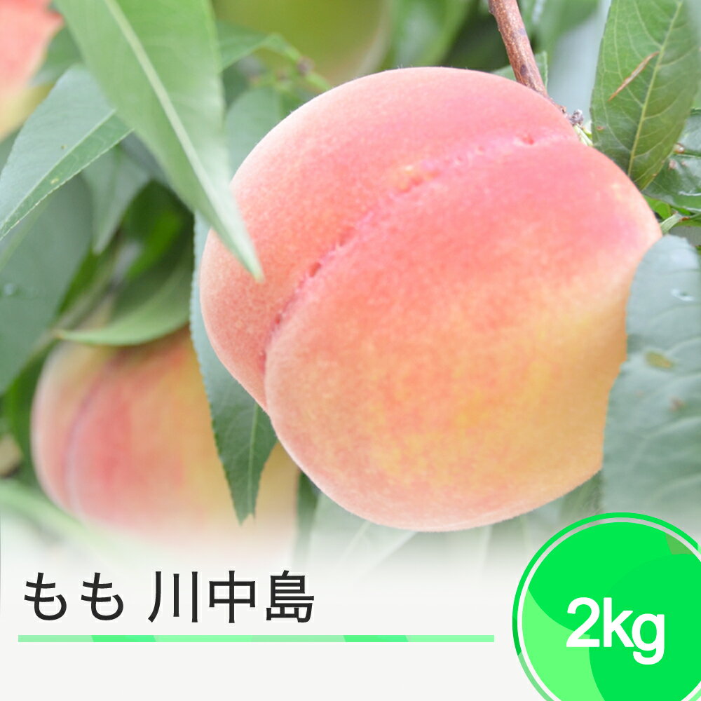 【ふるさと納税】【先行予約】もも 桃 川中島 約2kg 2026年産 令和8年産 果物 フルーツ 果樹 送料無料 ja-moknx2