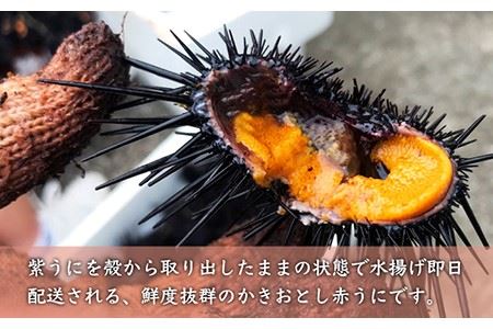 壱岐産 紫うに 100g《壱岐市》【壱岐島　玄海屋】[JBS026] ウニ 紫ウニ ムラサキウニ うに 雲丹 海産物 海鮮 珍味 パック かきおとし 33000 33000円  冷蔵配送 九州