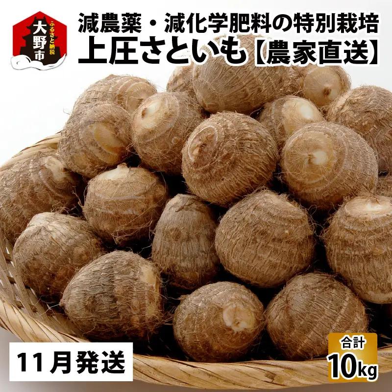 上庄さといも 10kg 里芋 さといも 野菜 【11月発送分】特別栽培