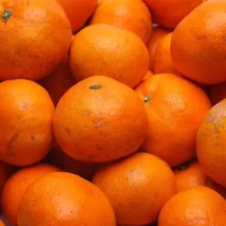 家庭用 蔵出しみかん5kg+250g(傷み補償分)【光センサー選果】【訳あり・わけあり】【配送不可地域：離島・北海道・沖縄県】【1313722】