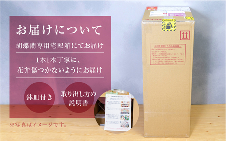 中村洋ランの胡蝶蘭 白色 3本立ちミディ胡蝶蘭