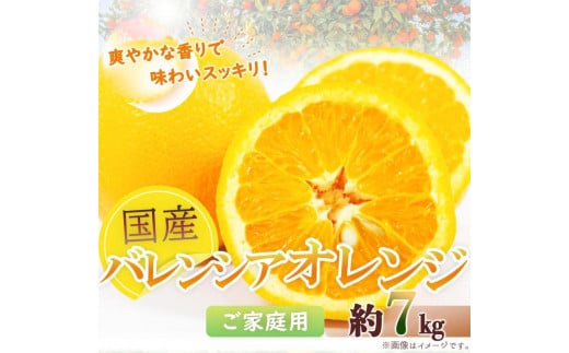 
            希少な国産バレンシアオレンジ 7kg［ご家庭用訳あり］［2026年6月下旬頃～2026年7月上旬頃に順次発送］［UT77］
          