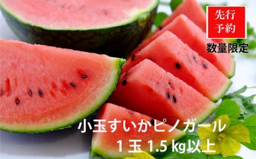 【先行予約】今話題の小玉スイカピノガール 1玉（1.5kg以上）（2026年7月上旬～発送） ピノ・ガール 小玉 こだま 西瓜 すいか 人気 フルーツ 果物 　BF00008
