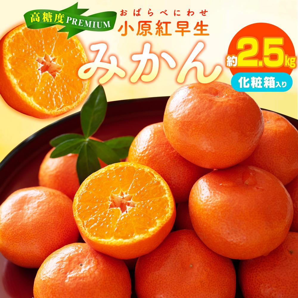 【ふるさと納税】高糖度　プレミアム小原紅早生みかん化粧箱　約2.5kg【2025-11月中旬～2026-1月中旬配送】 | 蜜柑 ミカン オリジナル品種 紅色 ギフト 贈答用 フルーツ 果物 贈り物 送料無料
