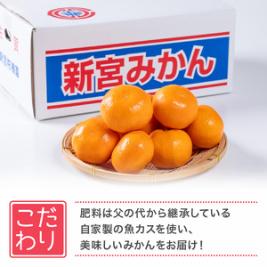 L-53 新宮みかん園 完熟早生小さなみかん 5kg みかん ミカン 蜜柑 温州みかん 紅みかん 盛田温州 完熟みかん 国産 佐賀県産 太良町 期間限定 小玉 完熟早生 極早生 完熟 セット