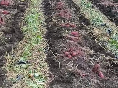 【先行予約】京丹後産 紅はるか 約1.5kg 土付き（2026年10月上旬～発送）