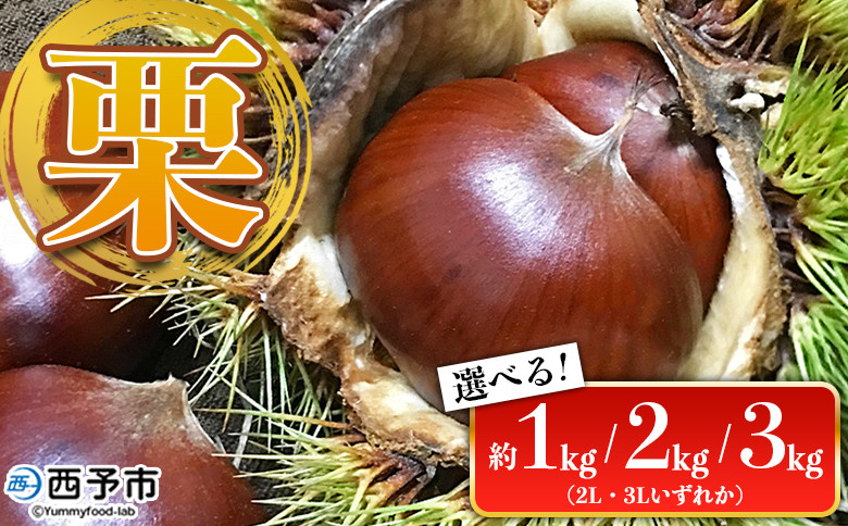 
            栗 約1kg／2kg／3kg（2Lまたは3Lサイズ）愛媛県西予市産 クリ くり 果物 フルーツ マロン モンブラン 栗ご飯 栗きんとん 栗の甘露煮 特産品 国産 秋の味覚 食べて応援 宇都宮物産 愛媛県 西予市【冷蔵】
          
