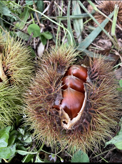 【ふるさと納税】丹波栗（3L以上・2kg）