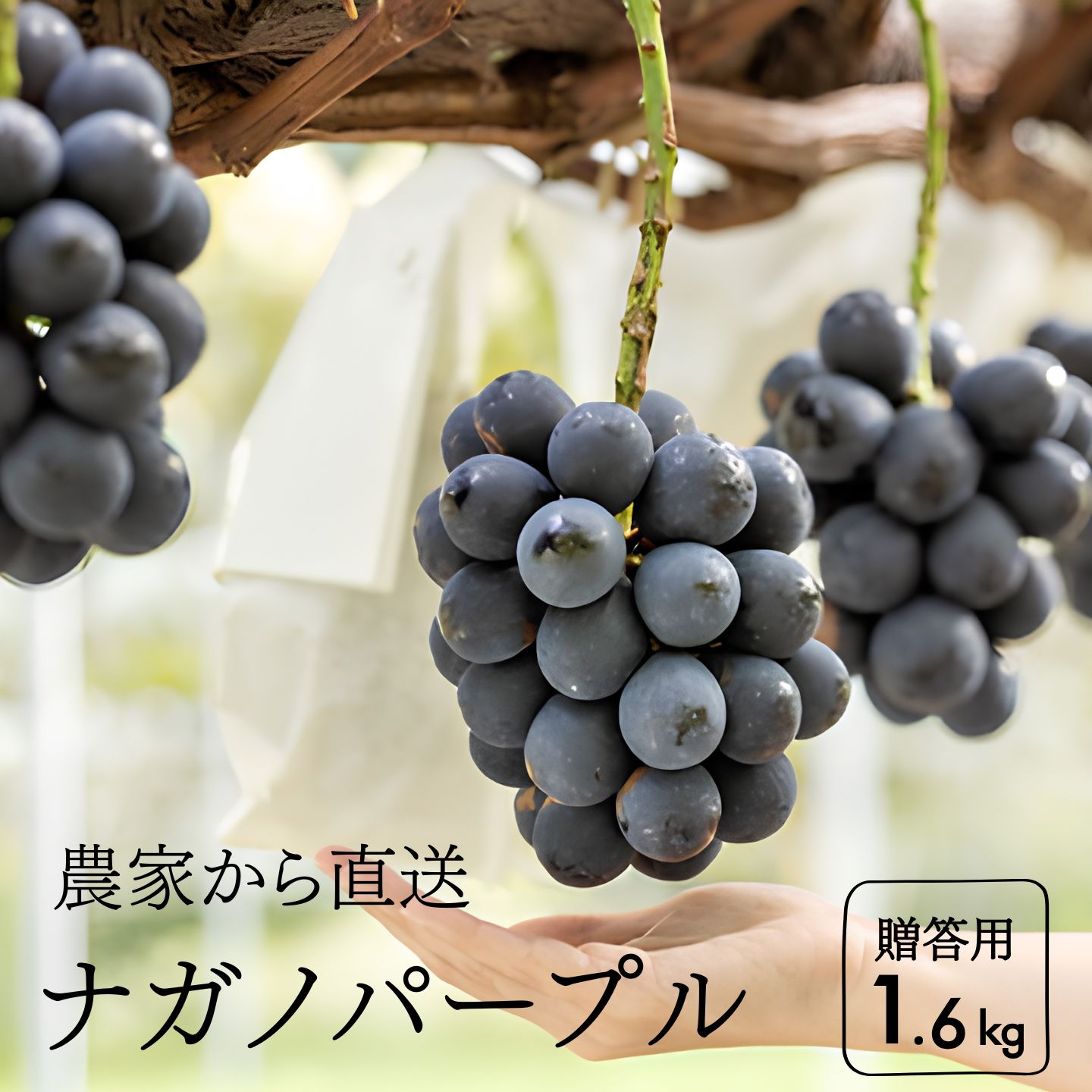 【ふるさと納税】KG04　ナガノパープル 贈答 約1.6kg　長野県松川町産[KG04]//ぶどう 果物 フルーツ 贈答 産地直送