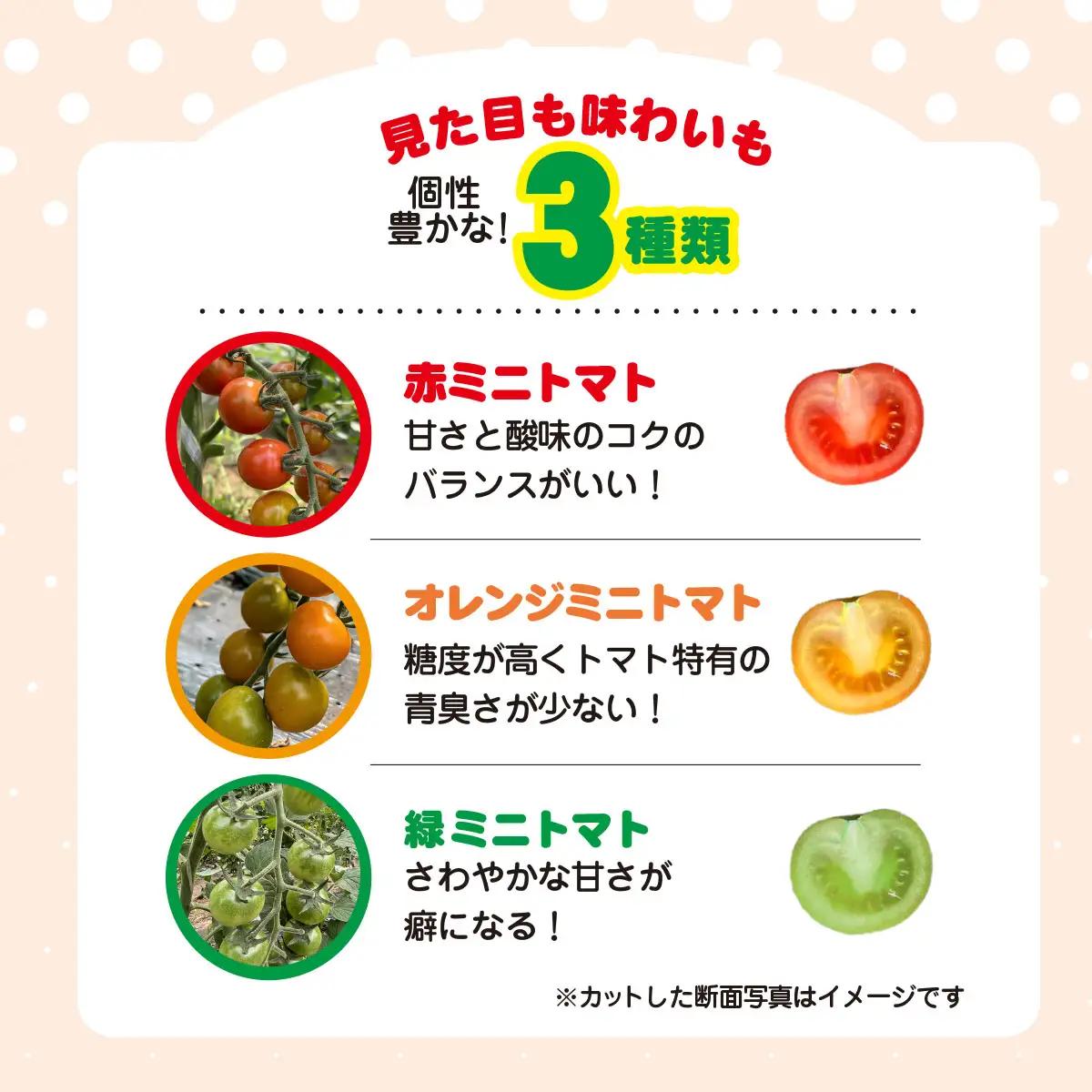 3色ミニトマト　1.5㎏ SHAK001