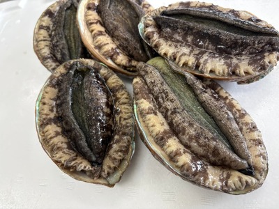 肉厚！ 広田湾産 養殖あわび 7個セット (殻長 8cm～9cm) アワビ
