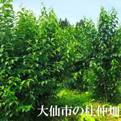 ふるさと納税 大仙市 杜仲の葉100% 杜仲茶 ティーパック 120袋【物産中仙】|22_bns-081201 |  | 01