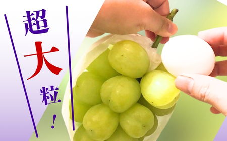 【2026年先行予約】ぶどう 雄宝(ゆうほう) 約2kg(3房)｜ ぶどう