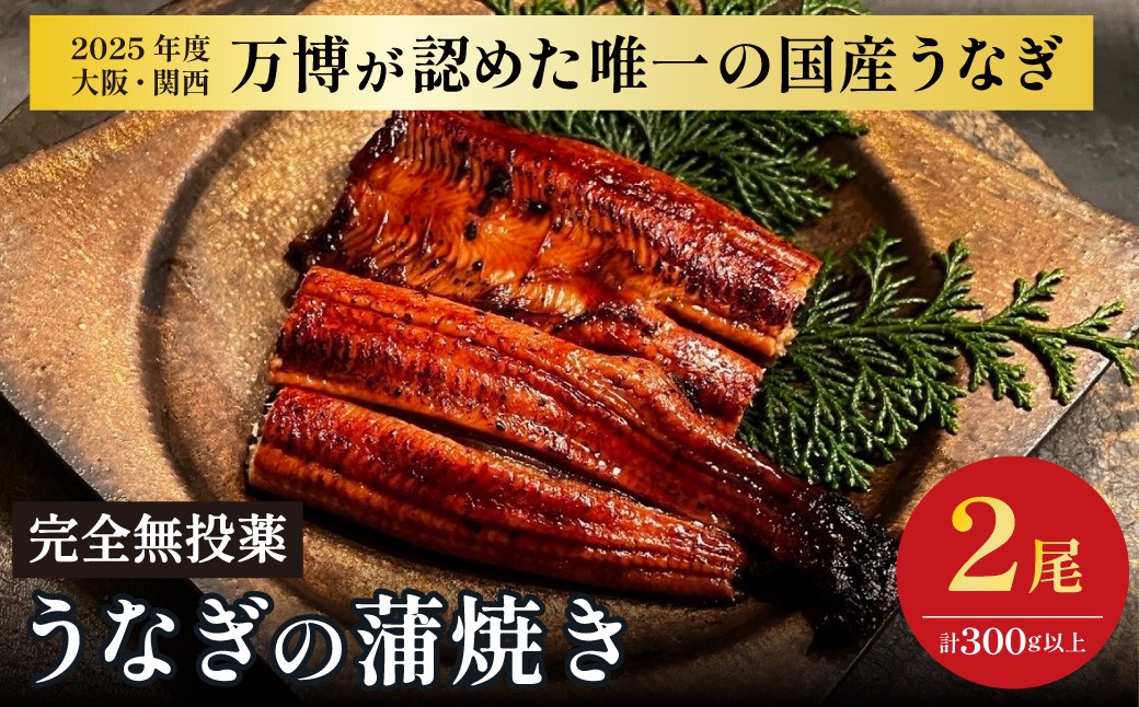 
                  鰻 鰻の蒲焼き2尾セット｜ 国産うなぎ 国産 美陵鰻 うなぎ ウナギ 鰻 かば焼き 蒲焼きせいろ蒸し 土用の丑の日 土用 丑の日 贈答 贈り物 大阪府 阪南市 送料無料 ギフト 特大 肉厚 うな重 うな丼 ひつまぶし 惣菜 おかず タレ 山椒 ワサビ れいわ水産
                