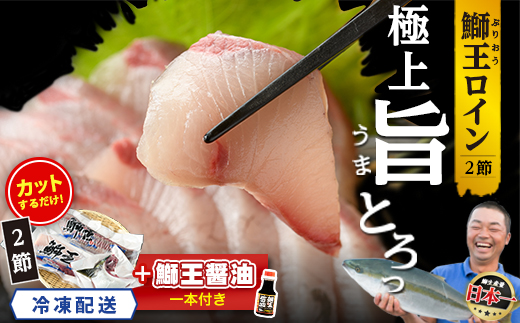 【冷凍】【10月以降順次発送】【切って盛るだけ】『旅サラダ』で紹介ぶりの王様「 鰤王 」 ロイン 2節 (約1.0kg～)【鰤王しょう油付】 半身 産地直送 新鮮 旨味が抜群の 長島町 特産品 ブラン