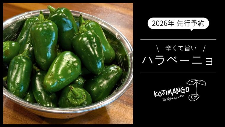 【 先行予約 2026年9月上旬順次発送】 採りたてフレッシュなハラペーニョ 辛くて旨い！ 1kg コジカジュ園 農家直送 茨城県 八千代町 [CX008ya]