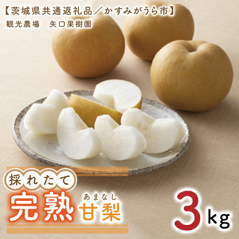 【ふるさと納税】【8月中旬より発送】【数量限定】採れたて完熟甘梨（なし）約3kg（茨城県共通返礼品／かすみがうら市）果物 くだもの フルーツ 梨 ナシ なし 採れたて 新鮮 完熟 期間限定 産地直送 茨城県 水戸市（FW-11）