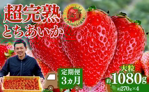 いちご＜定期便3回＞第1回いちご選手権 金賞受賞 とちあいか 大粒 約270g × 4パック 合計 約1080g | いちご イチゴ 苺 とちあいか 完熟 果物 フルーツ くだもの 旬 産地直送 栃木県産 美土里農園 栃木県 茂木町