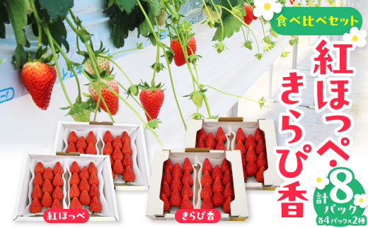 紅ほっぺ・きらぴ香食べ比べ(各4パック　計8パック　約2080g)　掛川市人気のいちごセット【配送不可地域：離島・北海道・沖縄県・四国・九州】