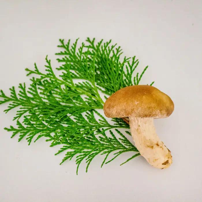 「奥出雲椎茸」秀品 箱入 2kg 【椎茸 生しいたけ 2kg 肉厚 収穫直後 サイズ混合 新鮮 旨味たっぷり 菌床栽培 国産 きのこ キノコ 野菜 料理 食品 産地直送 自宅用】
