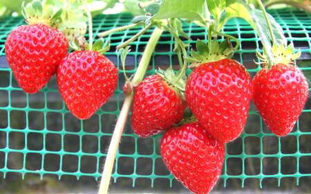 福岡県産特産品 うまもぐ厳選果物 福岡県産 博多あまおう DX上級品 約500g（約250g×2パック入り）【2025年12月発送】あまおう いちご 苺 イチゴ 果物 フルーツ