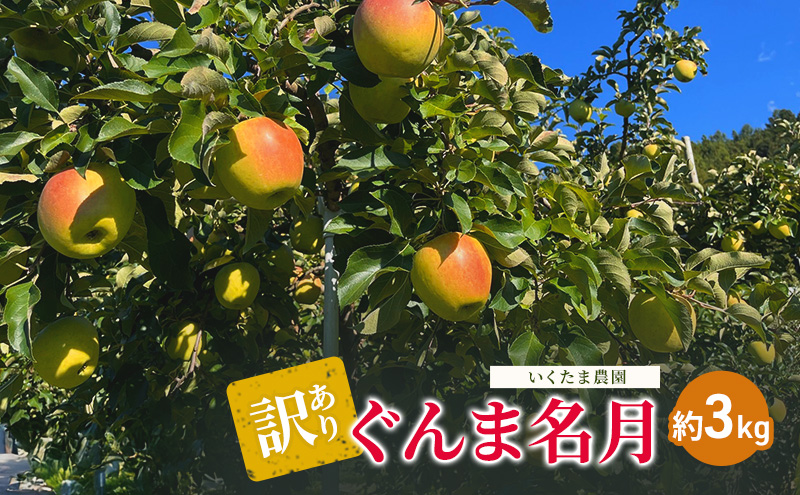 【2026年11月発送】訳あり ぐんま名月　約3kg リンゴ りんご フルーツ 果物 お取り寄せ 長野県 山ノ内町