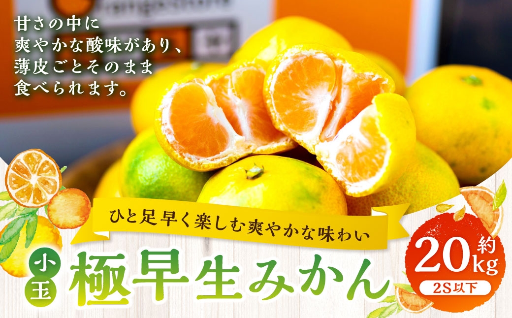 
                  【 ひと足早く楽しむ爽やかな味わい 】 極早生みかん （ 小玉 ） 約20kg みかん ミカン 柑橘 柑橘系 柑橘類 くだもの 果物 フルーツ 果実 果汁 果肉 国産 愛媛県産 薄皮 【 2026年9月下旬-11月上旬発送予定 】 ( 1101 )
                
