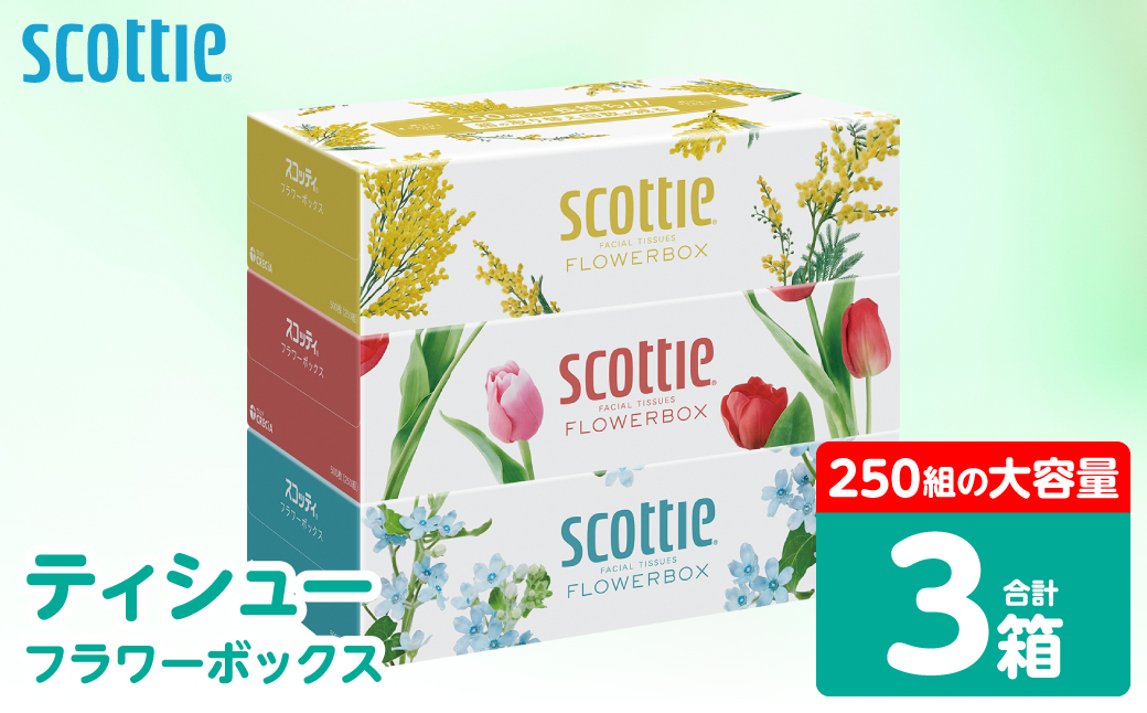 ＼スピード発送／【スコッティ】 ティシュー フラワーボックス 250組 3箱 ティッシュ 日用品 生活必需品 防災備蓄 ストック 備蓄 新生活 防災 消耗品 生活用品 日用消耗品 箱ティッシュ スピード発送 【7営業日以内に発送】