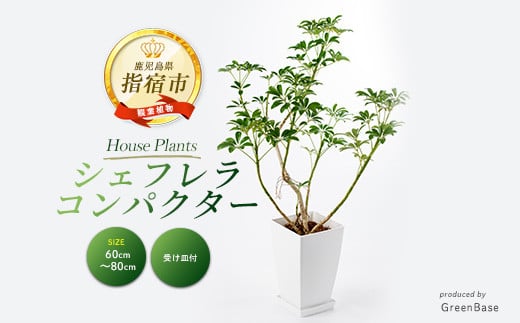 2025年6月中旬～発送【観葉植物】シェフレラ コンパクター60cm～80cm(Green Base/014-1740) 観葉 植物 インテリア 鉢植え グリーン 自然 ナチュラル 清涼感 園芸 室内 オフィス リラックス おしゃれ 鹿児島 指宿 いぶすき シェフレラ コンパクター 初心者 初心者向け 育てやすい インテリアグリーン ホワイト 受け皿付き【配送不可地域：北海道・沖縄県・離島】