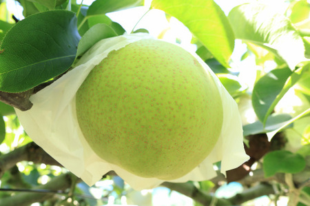 梨（かおり）（約5kg）【2024年発送分】