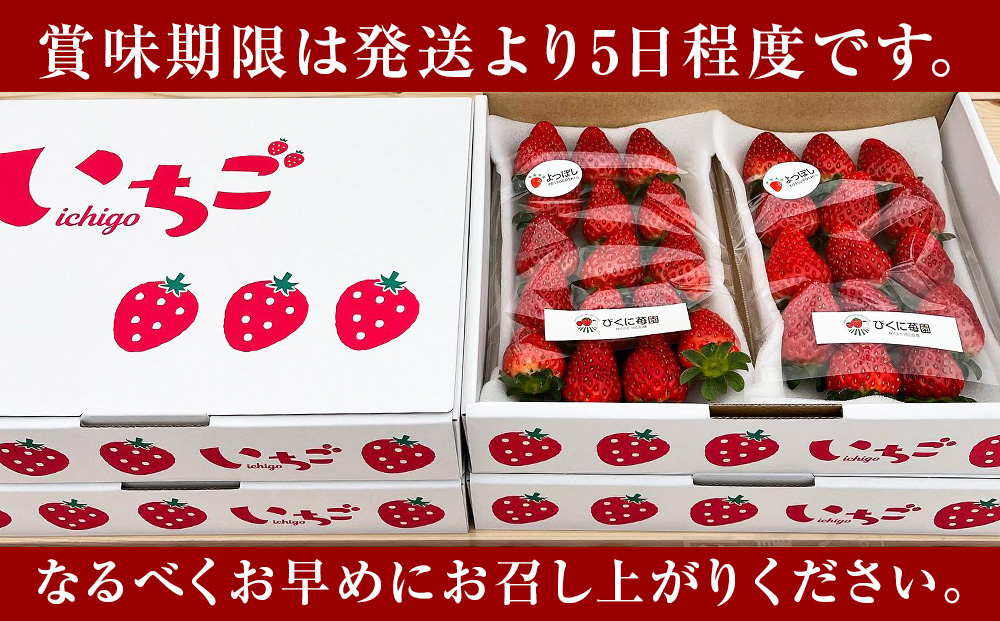 【2026年3月下旬以降発送】北海道産 完熟よつぼし苺(約250g×10パック)