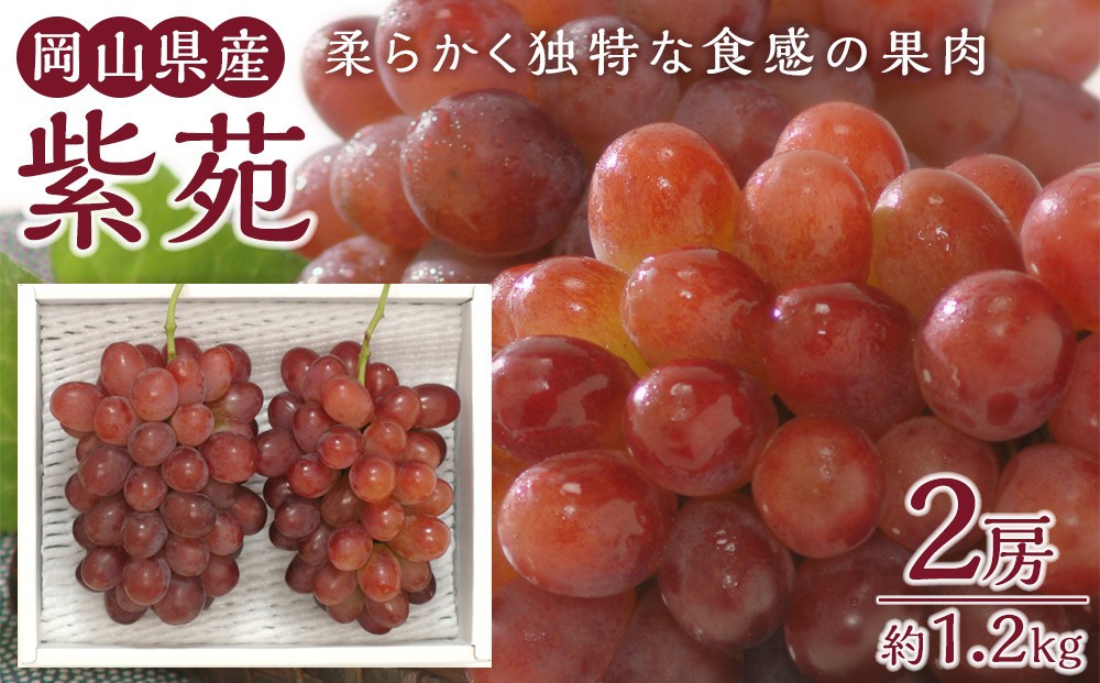 
                  ぶどう 2026年 紫苑 2房 約1.2kg 岡山県産 お届け 11月上旬～11月下旬
                