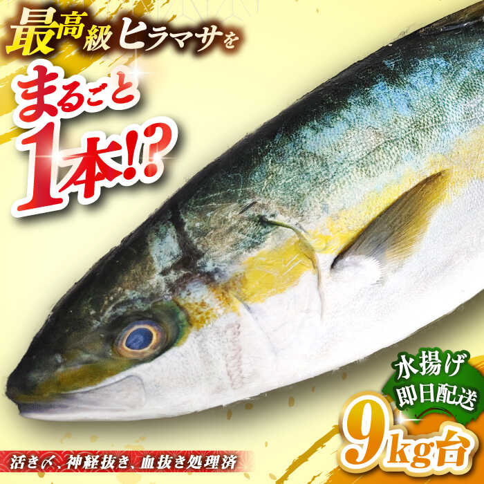 【ふるさと納税】壱岐島産天然ヒラマサ（9キロ台・丸もの） 《壱岐市》【壱岐島　玄海屋】[JBS074] ヒラマサ 魚 刺身 煮物 カルパッチョ お寿司 120000 120000円 12万円 のし プレゼント ギフト