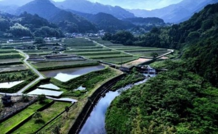 〈坂本自然農場 穂田琉〉 特別栽培米:ひめの凜　精米5kg ご飯 お弁当 おにぎり 冷めても美味しい 愛媛県産 県知事賞 受賞米 お米