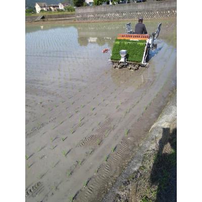 ふるさと納税 由良町 由良町産お米「虹のきらめき」5kg(精米) |  | 01