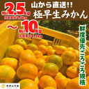 【ふるさと納税】みかん 極早生 山から直送 箱込2.5～10kg 採れたてそのままごろごろ規格 有田みかん 和歌山県産 【みかんの会】