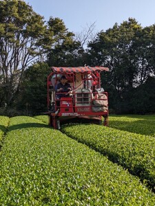 ＼ R8年産 ／【たねがしまる4000】希少品種「みねゆたか」　新茶 緑茶　NFN943【100pt】 // 日本茶 緑茶 希少品種 お茶 新茶 一番茶 煎茶