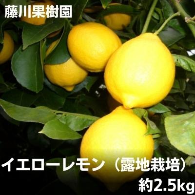 【ふるさと納税】レモン イエローレモン 露地栽培 約2.5kg 香川県産 国産 S～L 等級フリー フリーサイズ グリーンレモン フジカワ果樹園 藤川果樹園 柑橘 檸檬 果汁 先行予約 フルーツ 果物 柑橘類 レモネード ギフト 贈り物 お取り寄せ 香川県 観音寺市