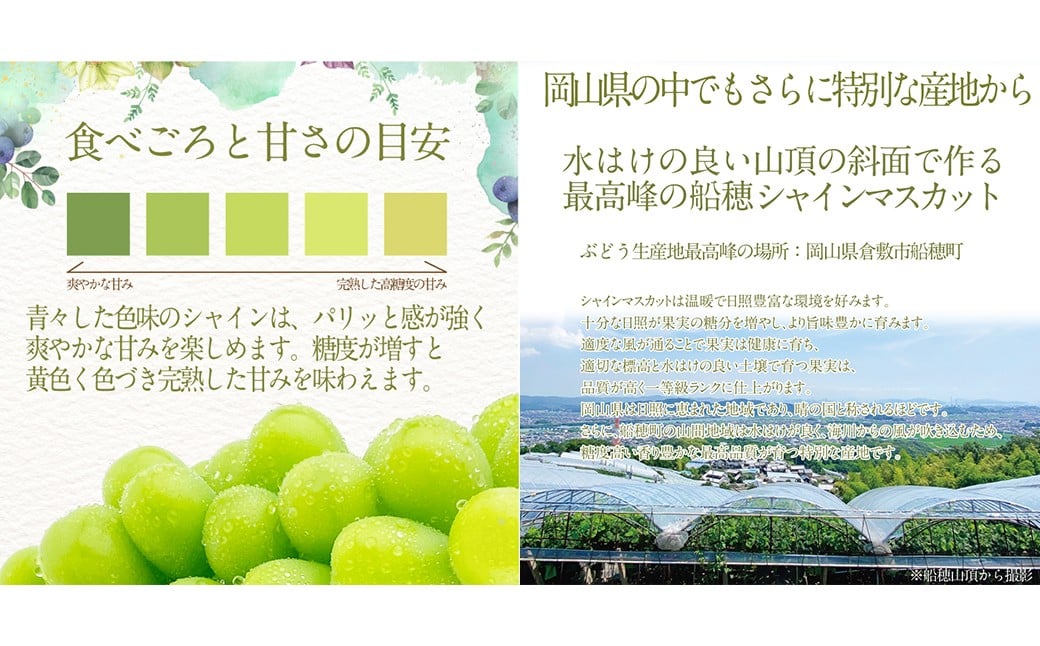 プレミアムシャインマスカット晴王 船穂Ver  赤秀ぶどう1房 約600g