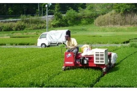 水出し煎茶　きよし　(　ティーバッグ　５ｇ×15個×６袋　）　深蒸し掛川茶　大塚製茶（ ティーバッグ 深蒸し茶 掛川市 掛川茶 静岡 掛川市 小分け 茶草場農法 世界農業遺産 深蒸し掛川茶 水出し 冷