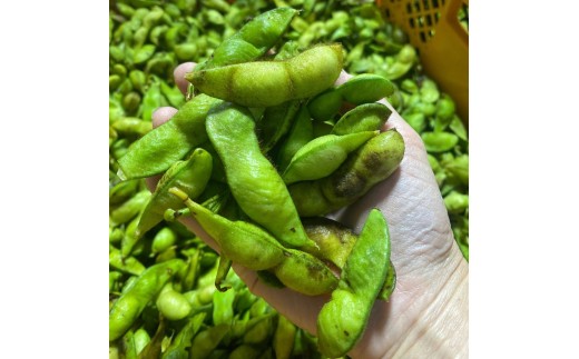 丹波篠山産黒枝豆 1kg（500g×2袋）　 プレミアム枝豆 期間限定 黒枝豆 えだまめ エダマメ お取り寄せグルメ 高級 特産品 名産品 おつまみ おうち居酒屋